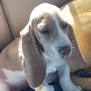 Meet your Posher, Jessie